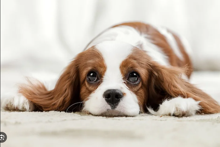 Dog Poop Pickup in Conway, Michigan