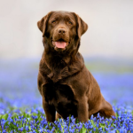 Dog Poop Pickup in Conway, Michigan