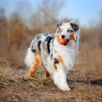 Dog Poop Pickup in Conway, Michigan