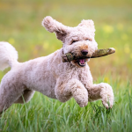 Dog Poop Pickup in Conway, Michigan