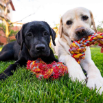 Dog Poop Pickup in Conway, Michigan