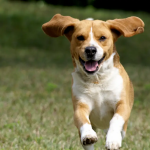 Dog Poop Pickup in Conway, Michigan