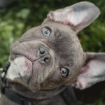 Dog Poop Pickup in Conway, Michigan